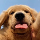 Wallpapers of Cute Dogs APK