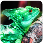 Wild & Exotic Animal Wallpaper icon