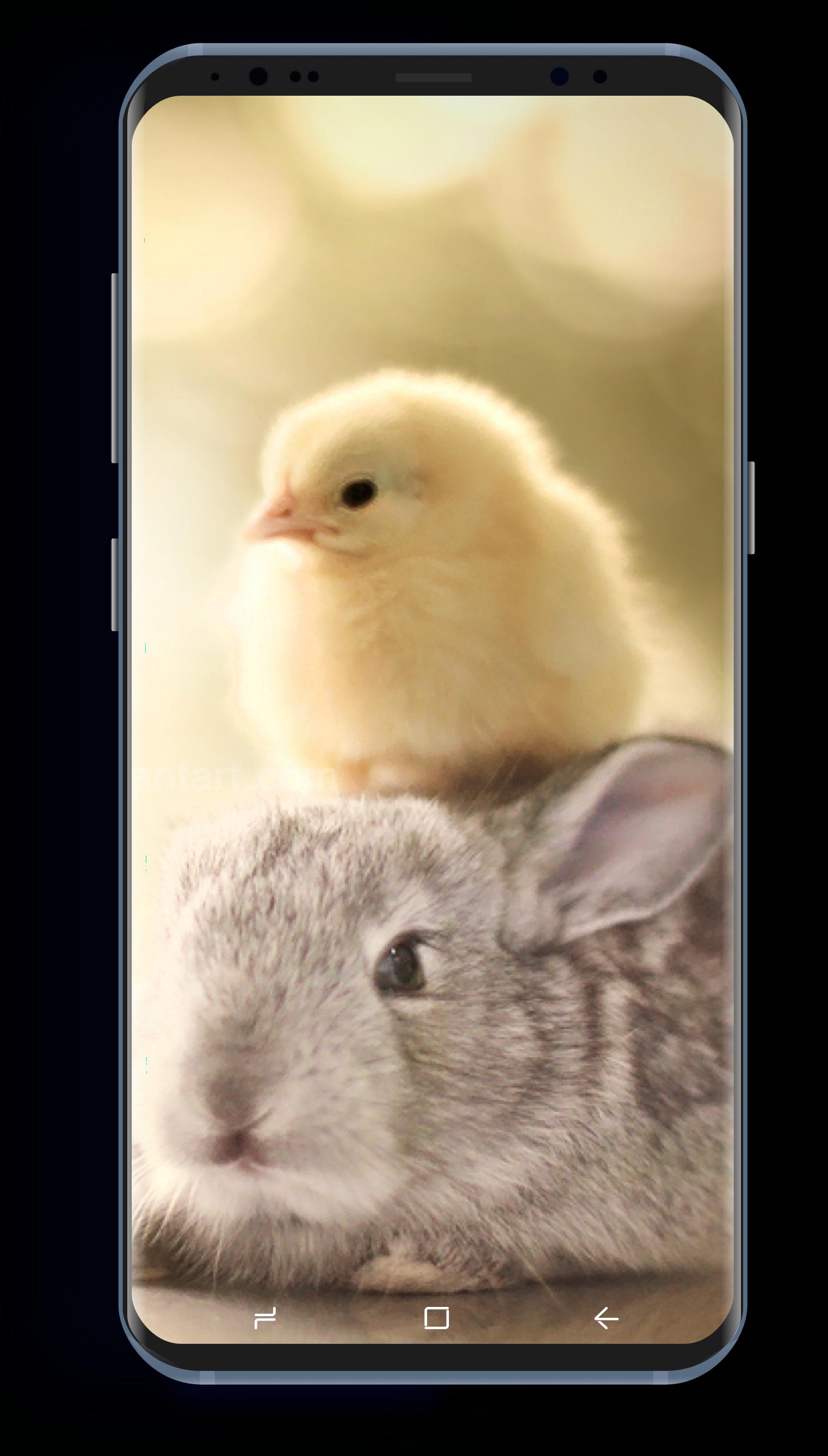 Cute Bunny Hd Wallpapers For Android Apk Download