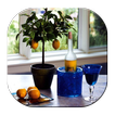 Fruit Trees In Pots