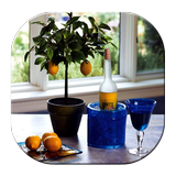 Fruit Trees In Pots simgesi