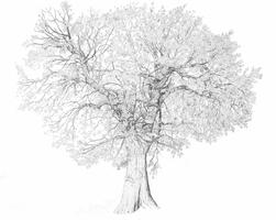 Learn Drawing Trees Affiche