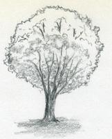 Learn Drawing Trees capture d'écran 1