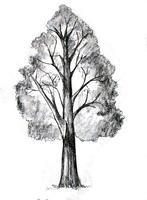 Learn Drawing Trees captura de pantalla 2