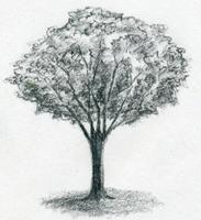 Learn Drawing Trees screenshot 3