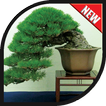 Ide Desain Pohon Bonsai