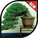 Bonsai Tree Design Ideas APK