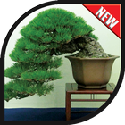 Bonsai Tree Design Ideas icône