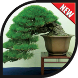 ikon Ide Desain Pohon Bonsai