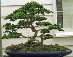 Bonsai Tree Design Ideas ภาพหน้าจอ 1