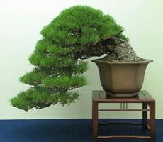 Bonsai Tree Design Ideas capture d'écran 2