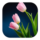 Tulip Live Wallpapers APK