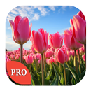Tulip Wallpapers PRO APK