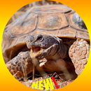 Tortue Reptile Fond d'écran HD APK