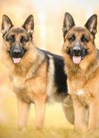 1 Schermata Sfondi cane pastore tedesco