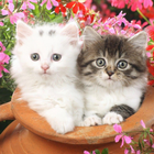 Котята кошки милые обои hd иконка