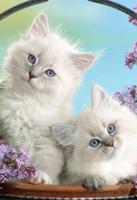 Котята кошки милые обои hd постер