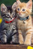 Kittens cats cute wallpapers screenshot 1