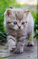 Kittens cats cute wallpapers screenshot 2