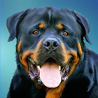 Rottweilers dog wallpapers icon