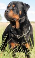 Rottweilers dog wallpapers poster