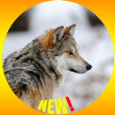 Wolf fond d'écran HD APK