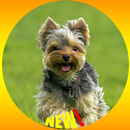 Fond d'écran de chien Yorkshire Terrier HD APK