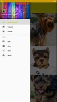 Fond d'écran de chien Yorkshire Terrier HD capture d'écran 1