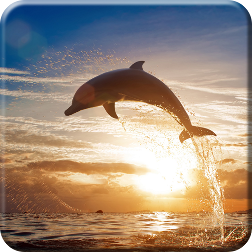 Dolphin Live Wallpaper PRO HD
