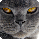 可愛貓動態桌布 APK