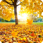 Maple Live Wallpaper biểu tượng