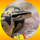 球Python蛇壁纸HD APK