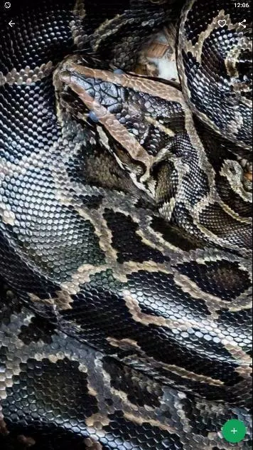 下载球python蛇壁纸hd的安卓版本 下载球python蛇壁纸hd的安卓版本