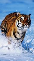 Tiger الملصق
