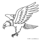 APK Wallpaper Pictures of Birds