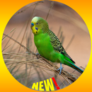 Perruche des oiseaux fond d'écran HD APK