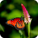 Butterfly HD Wallpaper APK