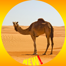 Camel Fond d'écran HD APK