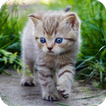 Cat Wallpaper Best 4K