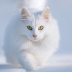 Cute Cat Wallpaper APK