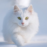 Cute Cat Wallpaper