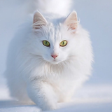 Cute Cat Wallpaper ikon