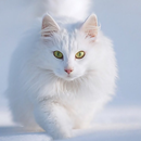 Cute Cat Wallpaper APK