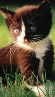 پوستر Cute Cat Wallpaper