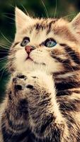 Cute Cat Wallpaper 스크린샷 1