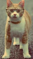 Cute Cat Wallpaper تصوير الشاشة 3