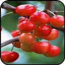 Cherry Wallpaper APK
