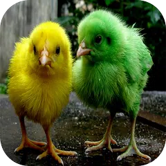 Chicks Wallpapers APK Herunterladen