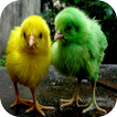 ”Chicks Wallpapers