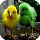 Chicks Wallpapers biểu tượng